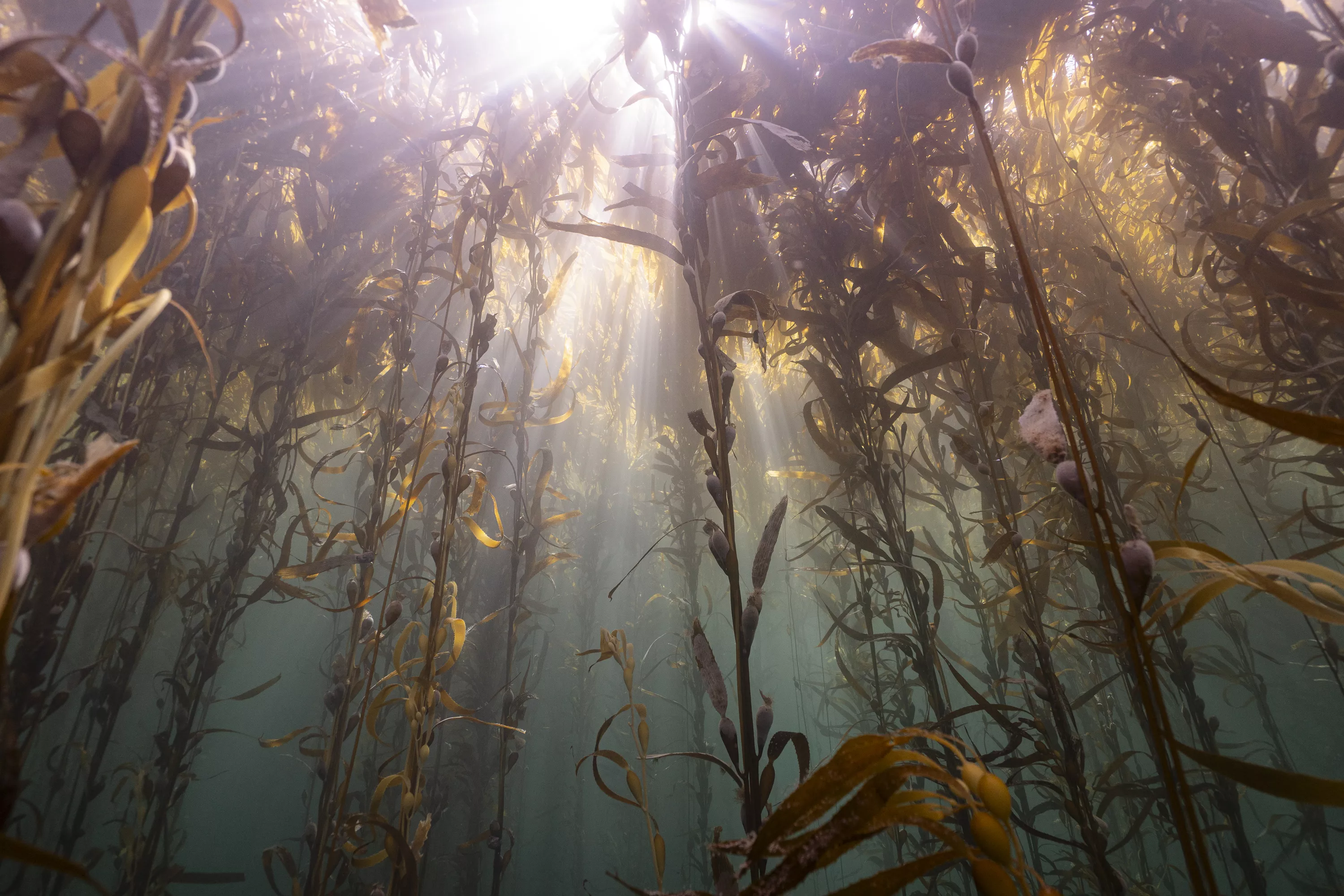 Kelp forest with light rays