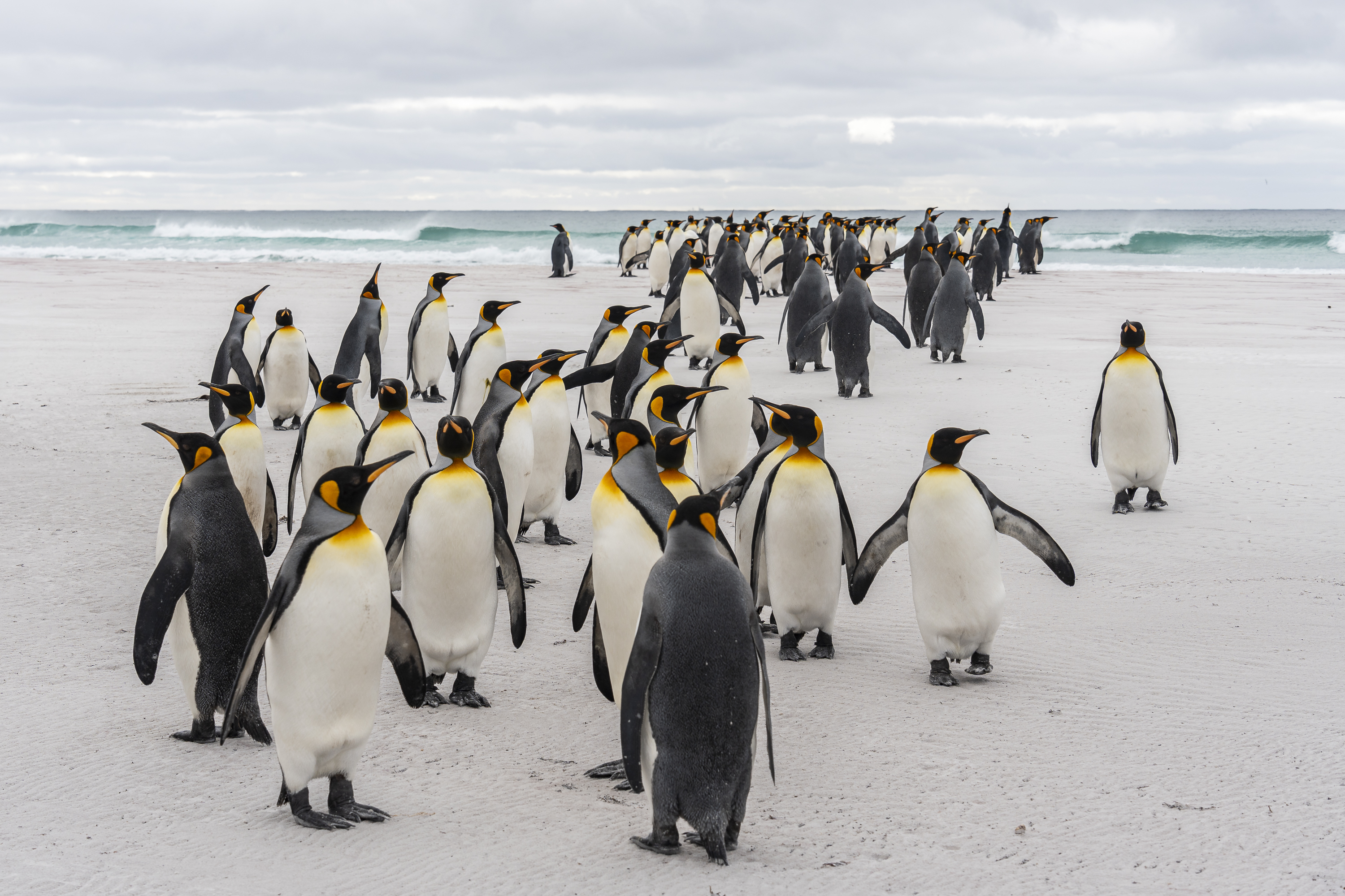 King penguins on the beach, Falkland Islands — Edges of Earth expedition